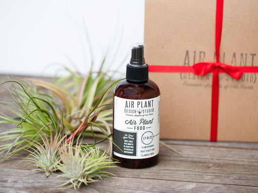 10 Tillandsia Air Plant Grab Bag with Fertilizer Plant-O-Gram Gift