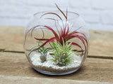 Wholesale: Glass Table Top Terrarium with Assorted Tillandsia Air Plants