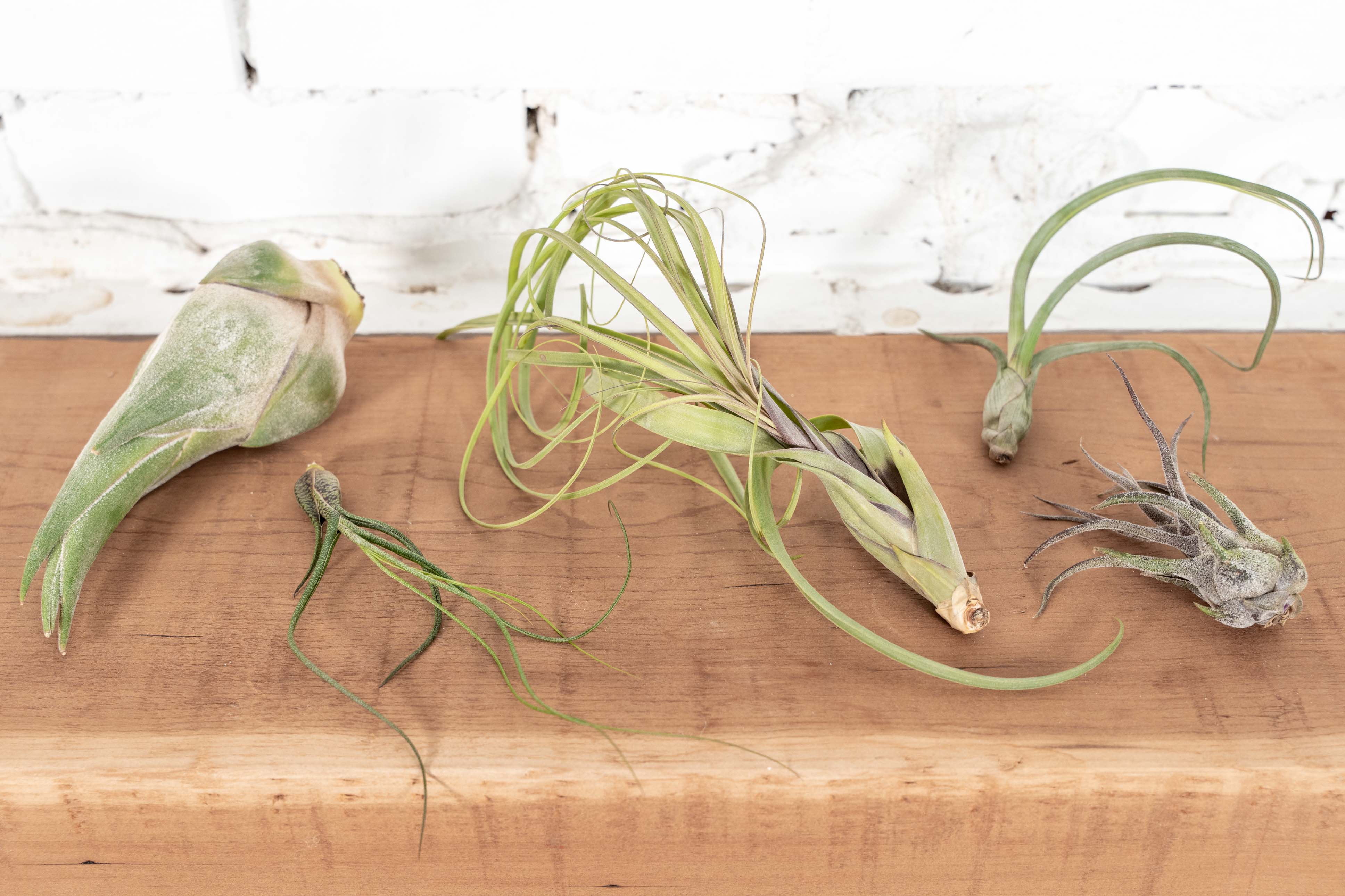 Bulbous Tillandsia Air Plants - Combo Pack