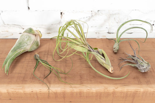 Bulbous Tillandsia Air Plants - Combo Pack