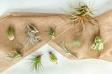 Tillandsia Air Plant Grab Bag - 5 Plants