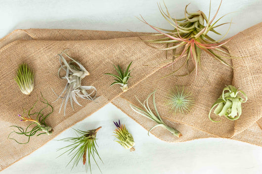 Tillandsia Air Plant Grab Bag - 5 Plants