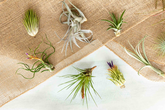 Tillandsia Air Plant Grab Bag - 15 Plants