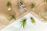 Tillandsia Air Plant Grab Bag - 5 Plants