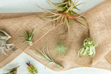 Tillandsia Air Plant Grab Bag - 20 Plants