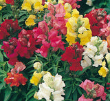 Antirrhinum Rainbow mixed (Snapdragon) Per Gram Winter