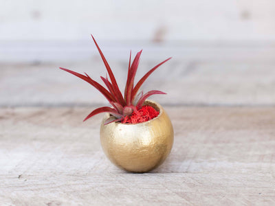 Metallic Gold Pod with Custom Tillandsia Air Plant and Reindee Moss