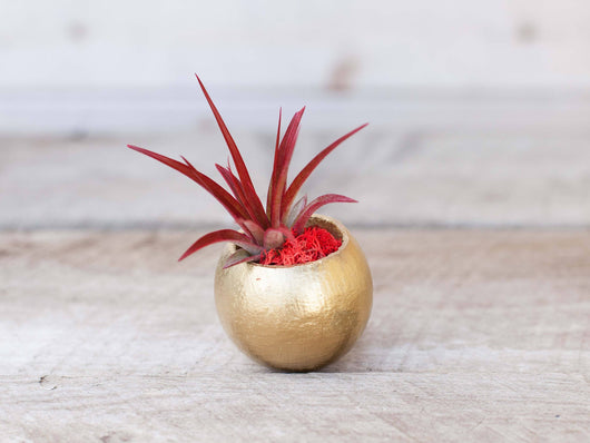 Metallic Gold Pod with Custom Tillandsia Air Plant and Reindee Moss