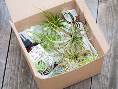 10 Tillandsia Air Plant Grab Bag with Fertilizer Plant-O-Gram Gift