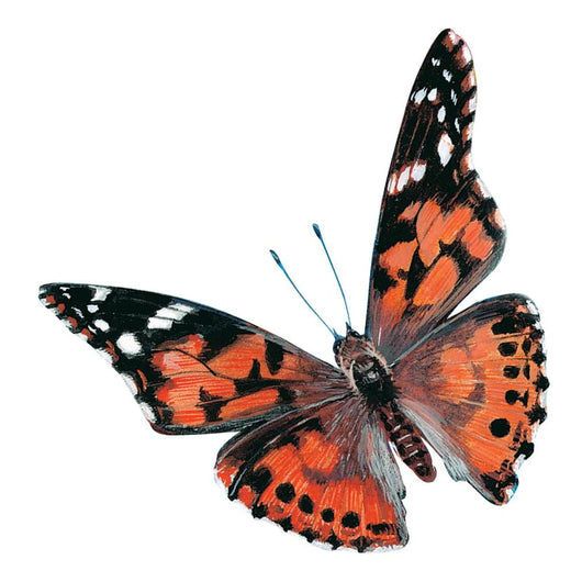 Butterfly Garden Kit with live voucher