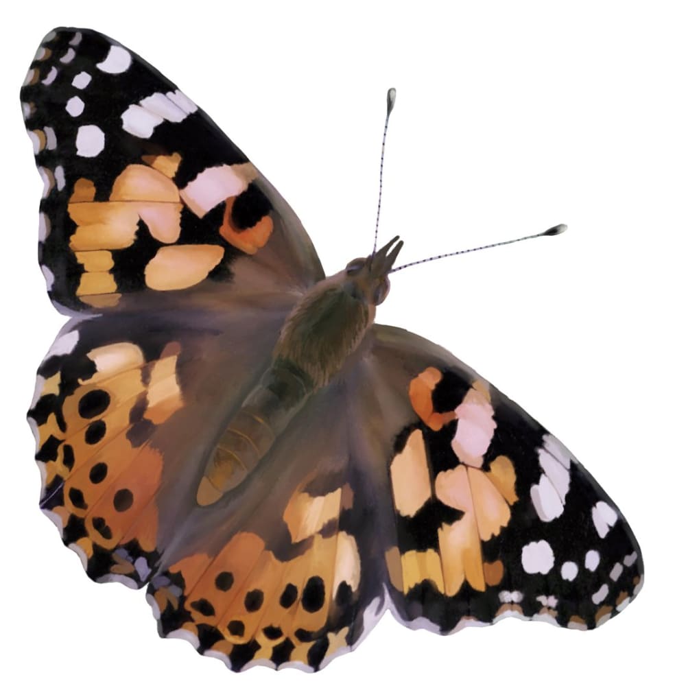 Butterfly Garden Kit with live voucher