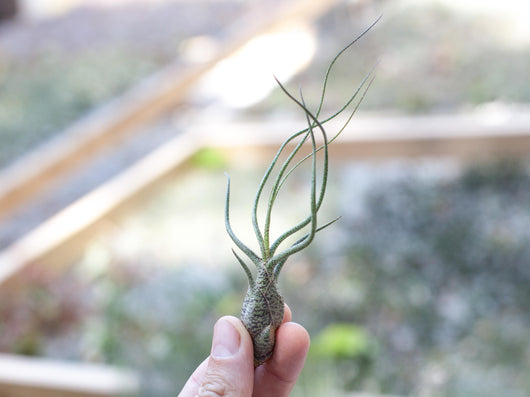 Bulbous Tillandsia Air Plants - Combo Pack