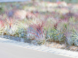 Wholesale: Glass Table Top Terrarium with Assorted Tillandsia Air Plants