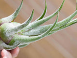 Bulbous Tillandsia Air Plants - Combo Pack